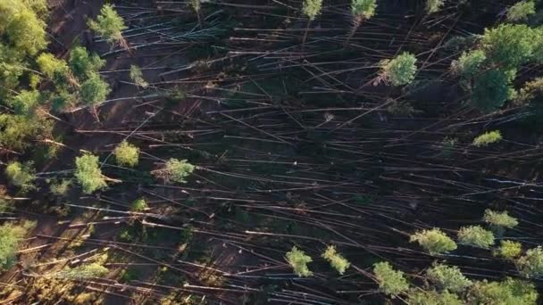 Lot Fallen Trees Due Hurricane Pine Forest Aerial View Aftermath — Stock Video