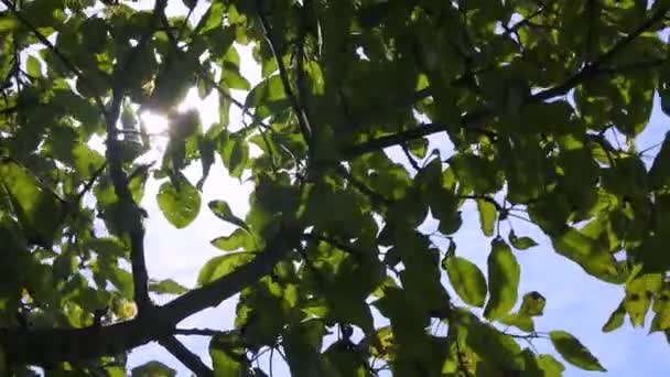 Rayos Luz Solar Atraviesan Las Ramas Los Árboles — Vídeo de stock