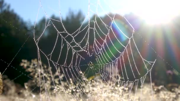 Morgentau Auf Spinnweben Und Trockenes Gras Einem Sommermorgen — Stockvideo