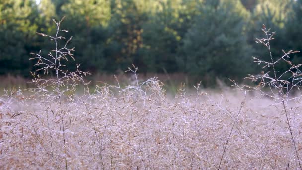 Morning Dew Cobwebs Dry Grass Summer Morning Macro — Stock Video