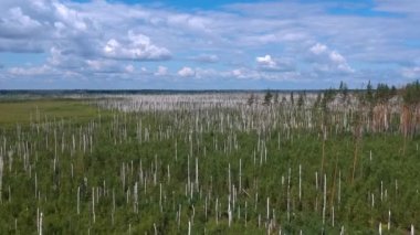 Yanmış ormanın yüksekliğinden bak. Yangından sonra düşen ormanın yüksekliğinden bak.