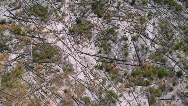 Vue Hauteur Forêt Brûlée Vue Hauteur Forêt Tombée Après Feu — Video