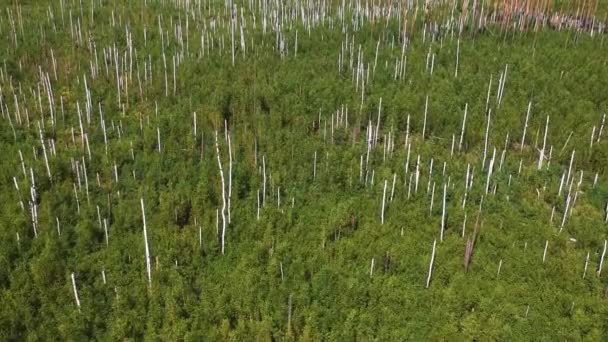 Uitzicht Vanaf Hoogte Van Het Verbrande Bos Zicht Vanaf Hoogte — Stockvideo