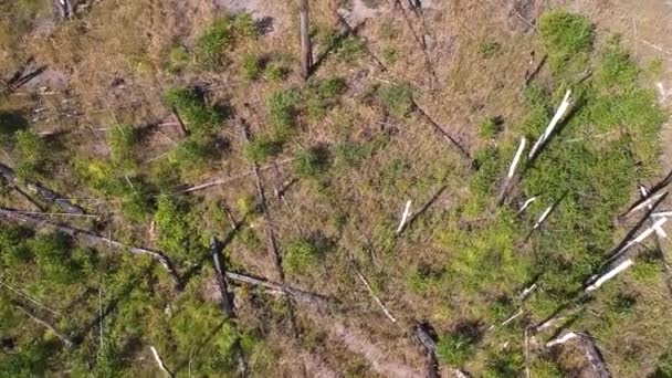 Vue Hauteur Forêt Brûlée Vue Hauteur Forêt Tombée Après Feu — Video