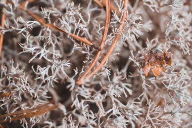 Ormanda gri yosun dokusu