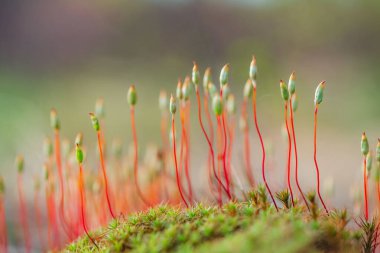 Bahar ormanındaki yosunların güzel bokeh 'li Macro fotoğrafı.