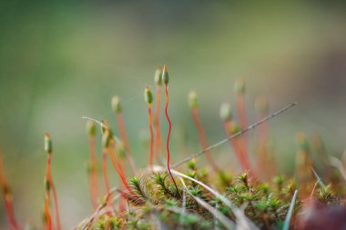 Bahar ormanındaki yosunların güzel bokeh 'li Macro fotoğrafı.