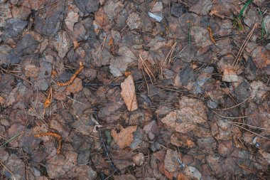 Eski huş yapraklarının dokusu
