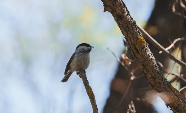 Grey Bird Sitting Twig Afternoon — Stock Photo, Image
