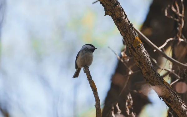 Grauer Vogel Sitzt Nachmittag Auf Einem Zweig — Stockfoto