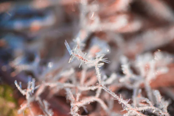 Macro Foto Geada Grama Pela Manhã Amanhecer — Fotografia de Stock