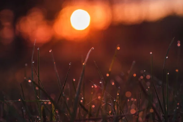 Frühling Morgengrauen Auf Dem Gras Tauen — Stockfoto