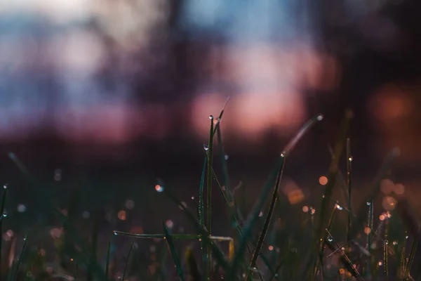 Frühling Morgengrauen Auf Dem Gras Tauen — Stockfoto