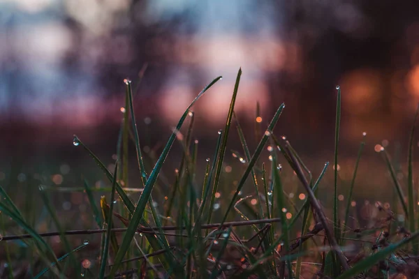 Rosée Sur Herbe Aube Printemps — Photo