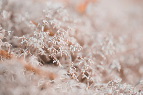 Textura Musgo Cinza Floresta — Fotografia de Stock