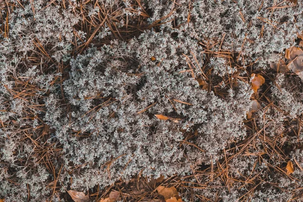 Textura Musgo Cinza Floresta — Fotografia de Stock