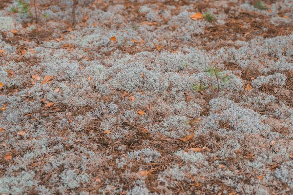 Textura Musgo Cinza Floresta — Fotografia de Stock