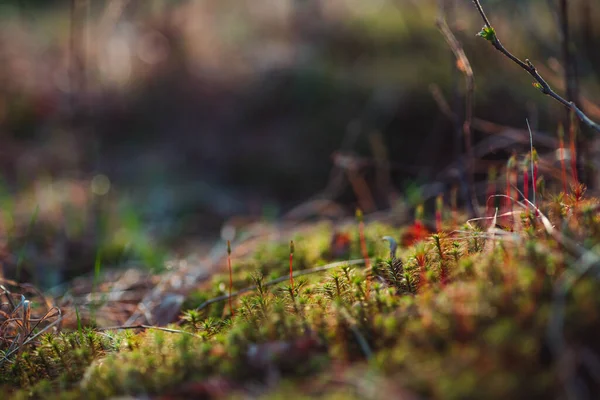 Makroaufnahme Von Moos Frühlingswald Mit Schönem Bokeh — Stockfoto