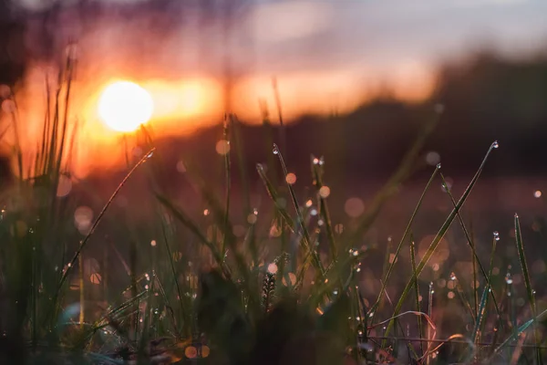 春の夜明けに草の上に露 ストックフォト