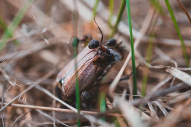 Formicae adorti beetle Melolontha