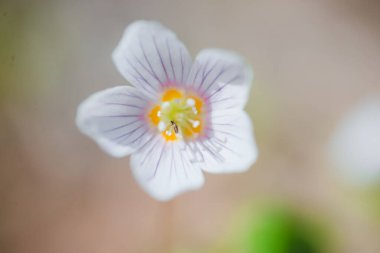 Ormanda bahar çiçekleri beyaz