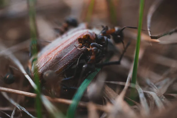 Formicae Adorti Beetle Melolontha — Stok fotoğraf