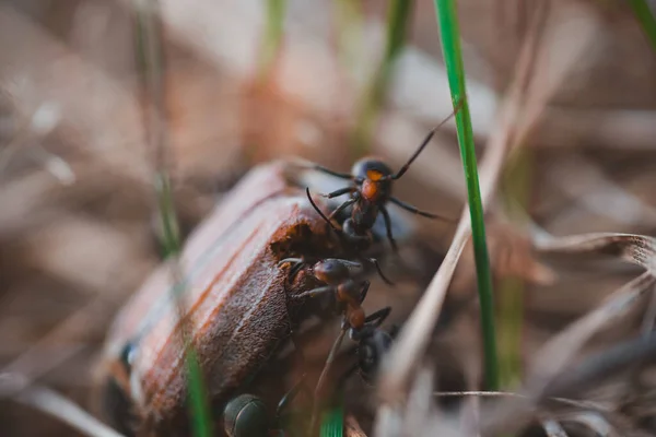 Formicae Adorti Beetle Melolontha — Stok fotoğraf