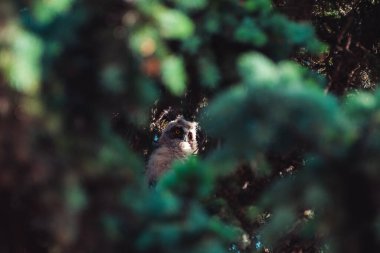 Piliç baykuş ladin dallarında oturuyor ve mahalleyi inceliyor.