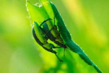 Çimen makro fotoğrafında çiftleşen iki böcek.