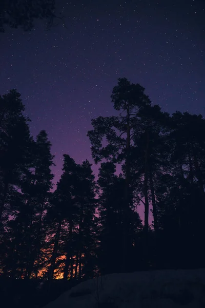 Noite Estrelada Floresta — Fotografia de Stock