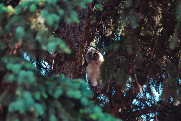 Chick Owl Sitting Branches Spruce Examines Neighborhood — Stock Photo, Image