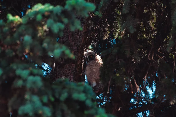 Chick Owl Sitting Branches Spruce Examines Neighborhood — Stock Photo, Image