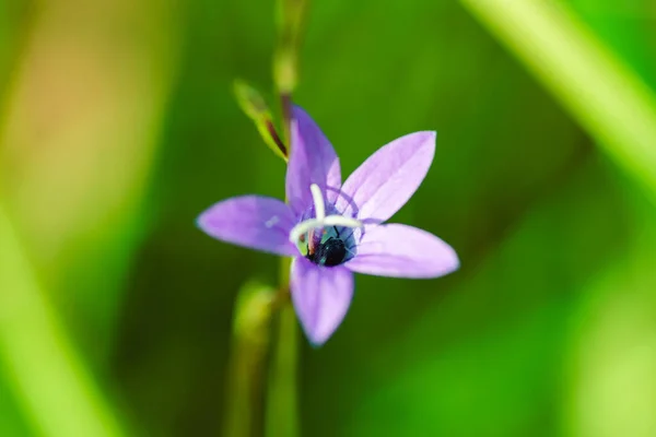 Bug Striscia Fuori Dalla Campana All Alba — Foto Stock