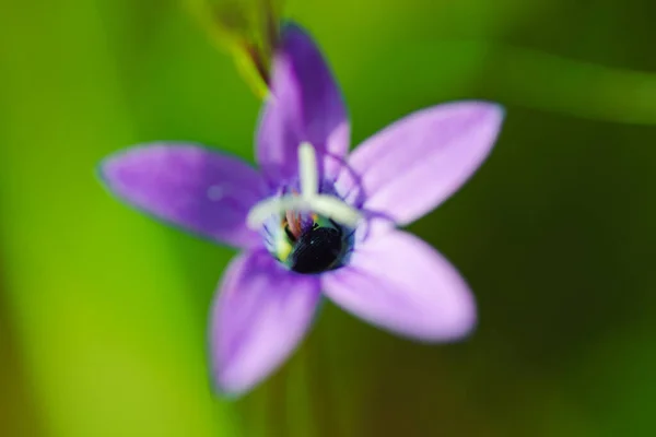 Bug Rasteja Para Fora Sino Amanhecer — Fotografia de Stock