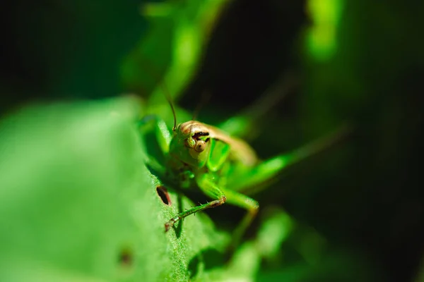 Macro Photo Sauterelle Verte Sur Herbe Été — Photo