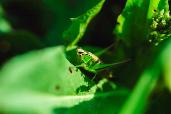 Macro Foto Cavalletta Verde Sull Erba Estate — Foto Stock