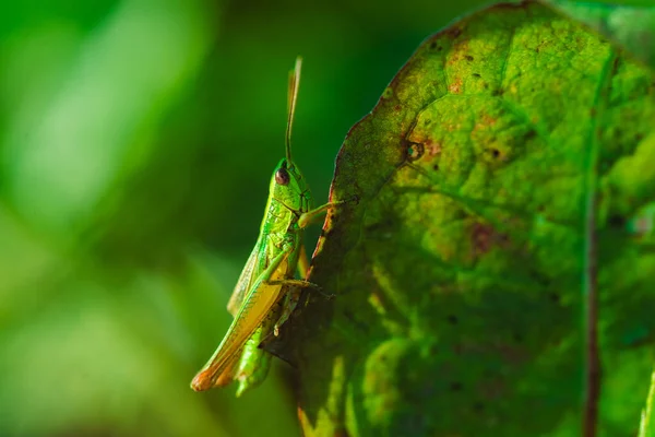 Macro Foto Saltamontes Verdes Hierba Verano — Foto de Stock