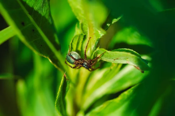 Macro Foto Ragno Sull Erba — Foto Stock