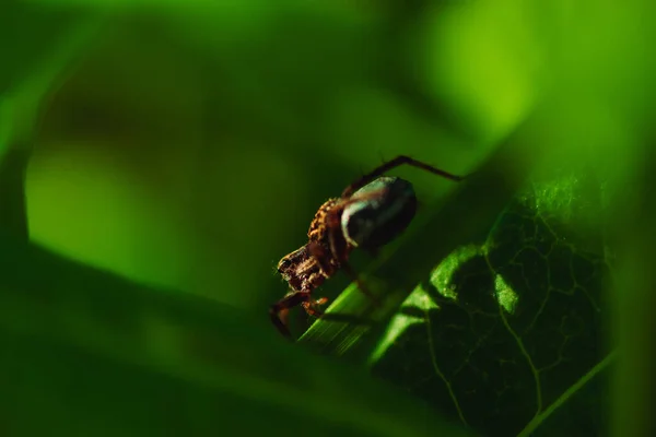 Macro Foto Uma Aranha Grama — Fotografia de Stock