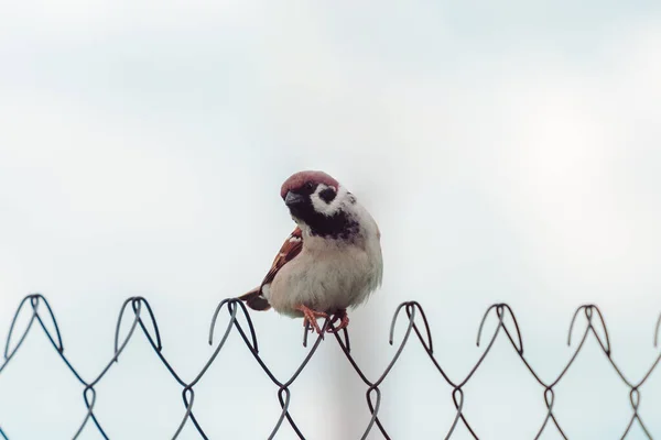 Sparrow Fence Rain — Stock Photo, Image