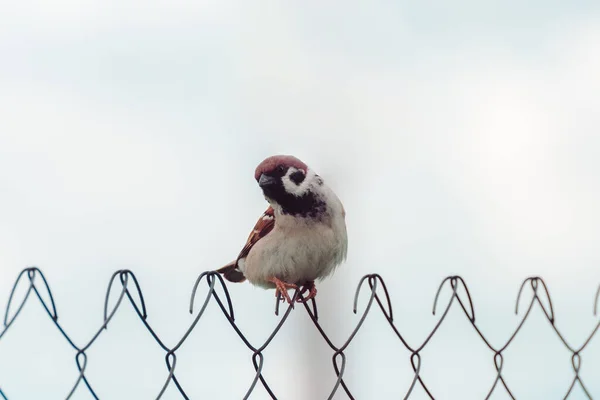 Moineau Sur Clôture Sous Pluie — Photo