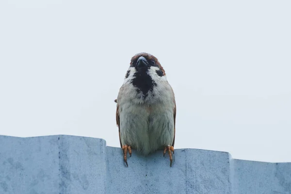 Sperling Auf Dem Zaun Regen — Stockfoto