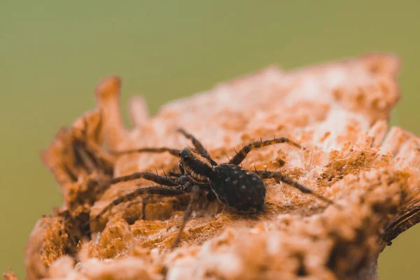 Bir Tahta Parçasına Yakın Plan Örümceğin Makro Fotoğrafı — Stok fotoğraf