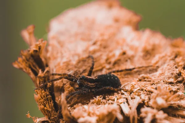 Bir Tahta Parçasına Yakın Plan Örümceğin Makro Fotoğrafı — Stok fotoğraf