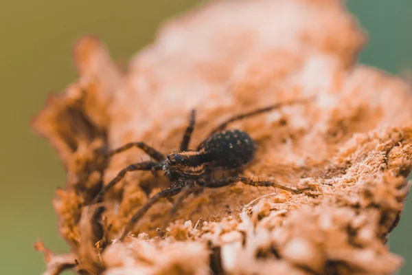 Bir Tahta Parçasına Yakın Plan Örümceğin Makro Fotoğrafı — Stok fotoğraf