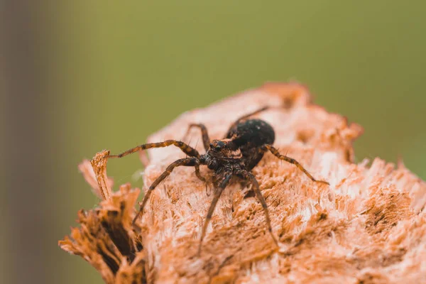 Bir Tahta Parçasına Yakın Plan Örümceğin Makro Fotoğrafı — Stok fotoğraf