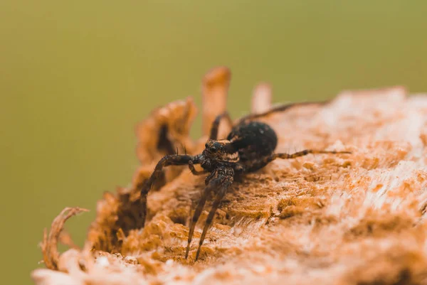 Makroaufnahme Einer Spinne Nahaufnahme Auf Einem Stück Holz — Stockfoto