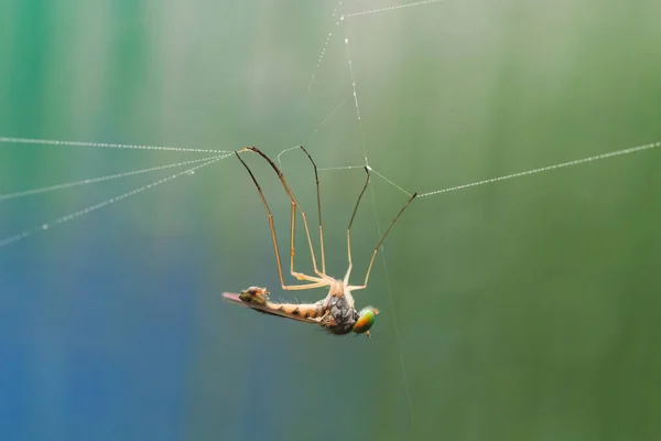 거미줄에 파리의 매크로 — 스톡 사진
