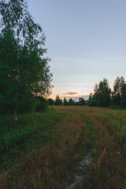 Yazın gün batımında ormanda yol.
