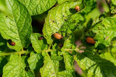 Colorado böceğinin larvaları patatesleri yiyor.
